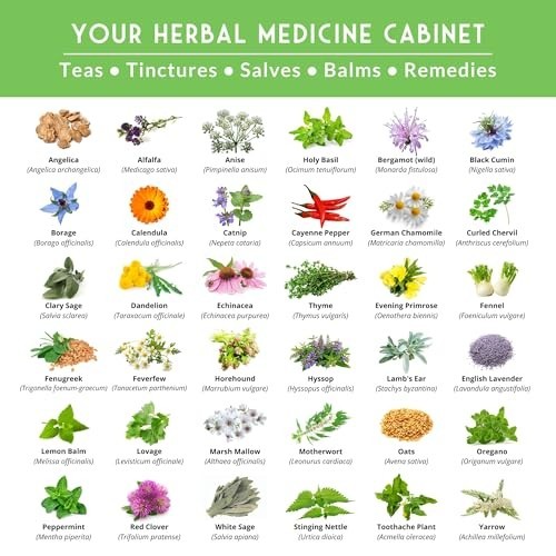 Heirloom Medicinal Herb Seeds Variety Pack – 36 Non-GMO Healing Herbs for Wellne