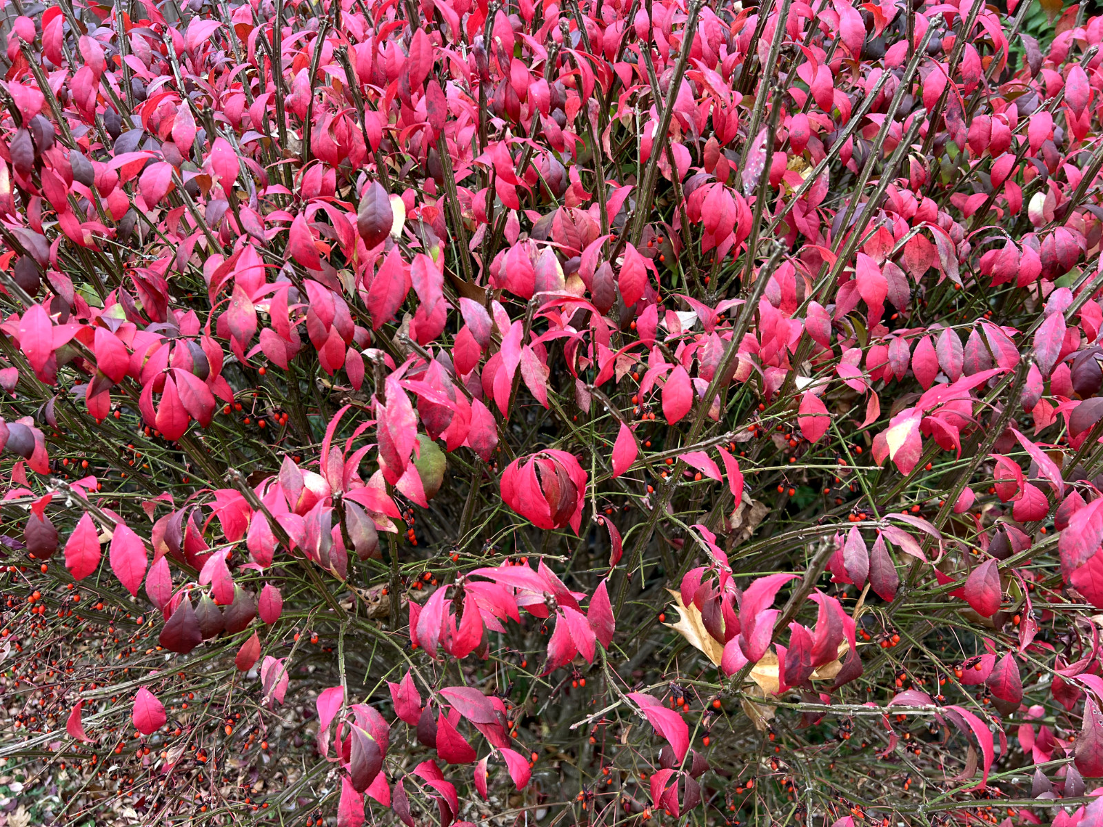 3 Red In Fall Burning Bush Shrubs Plants Beauty Heart PLANTS 1 to 2 foot TALL