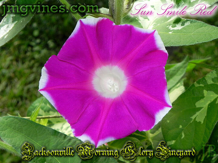 Sun Smile Red Japanese Morning Glory 6 Seeds
