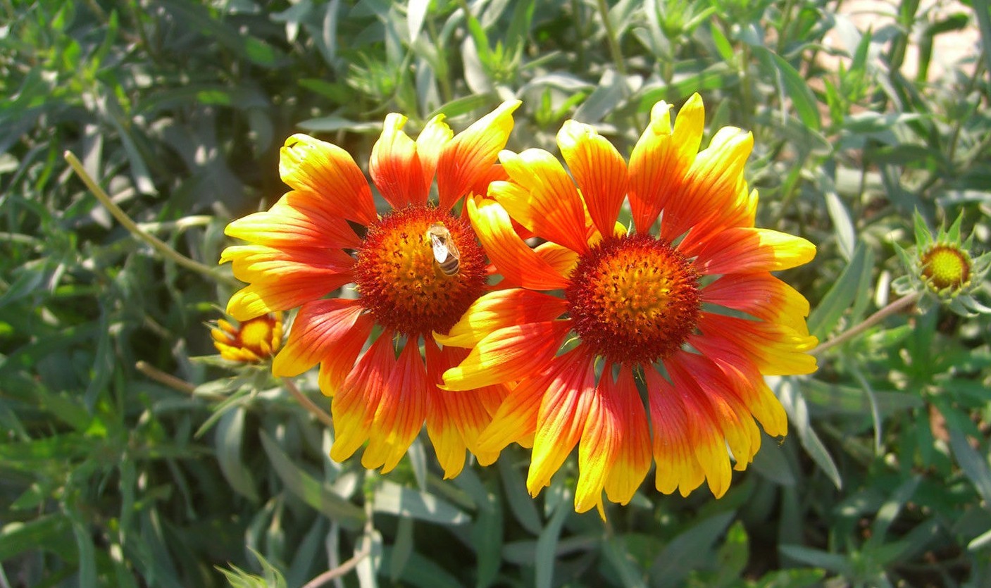 201+BLANKET FLOWER Seeds Native Wildflower Perennial Drought Heat Container Easy