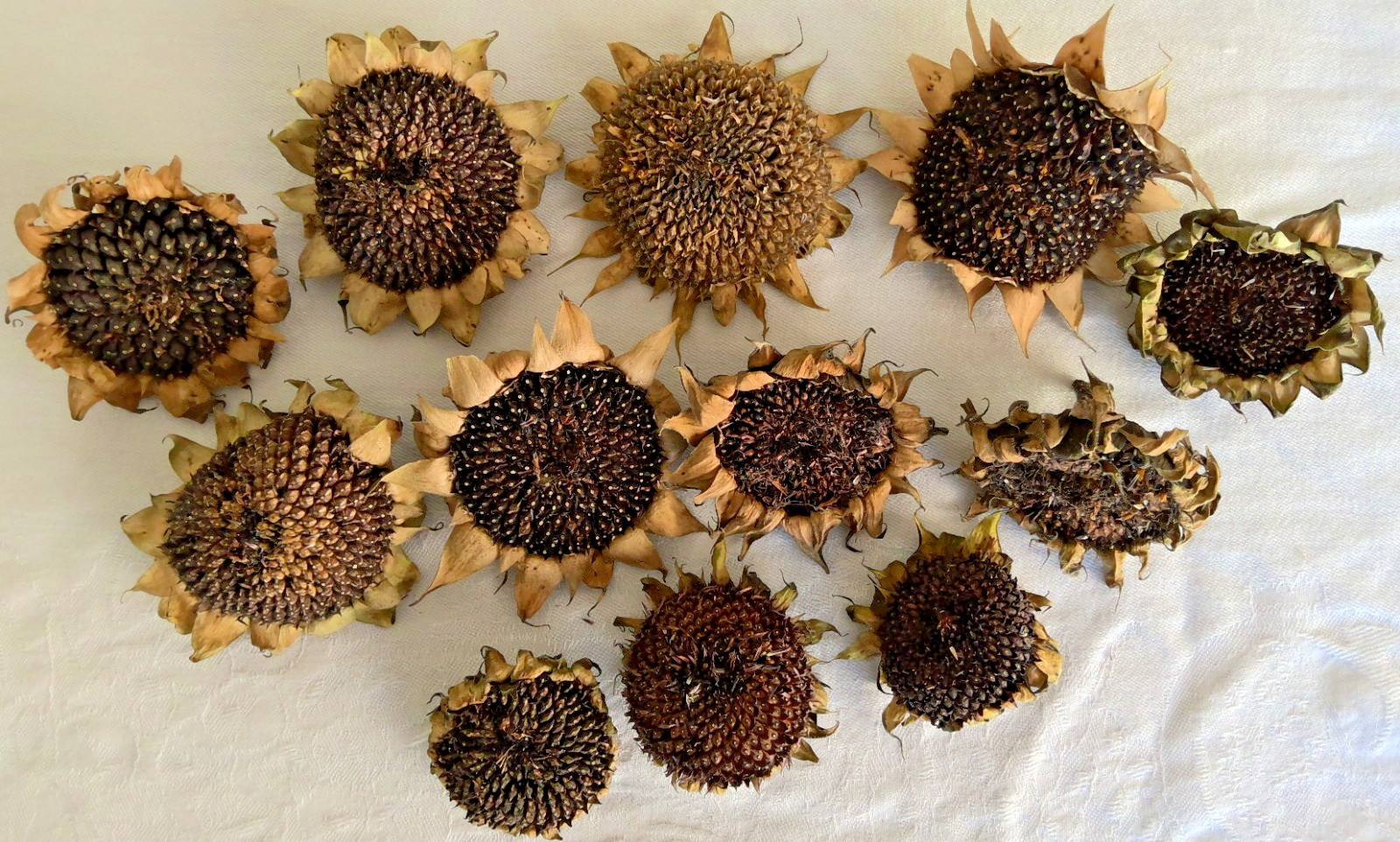 Lot of 12 Dried Sunflower Heads 1″-2″ for Pets Birds Crafts Etc Pesticide Free