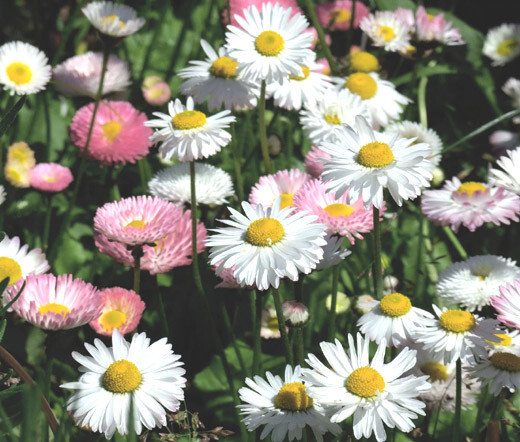 DAISY ENGLISH Bellis Perennis – 5,000 Bulk Seeds