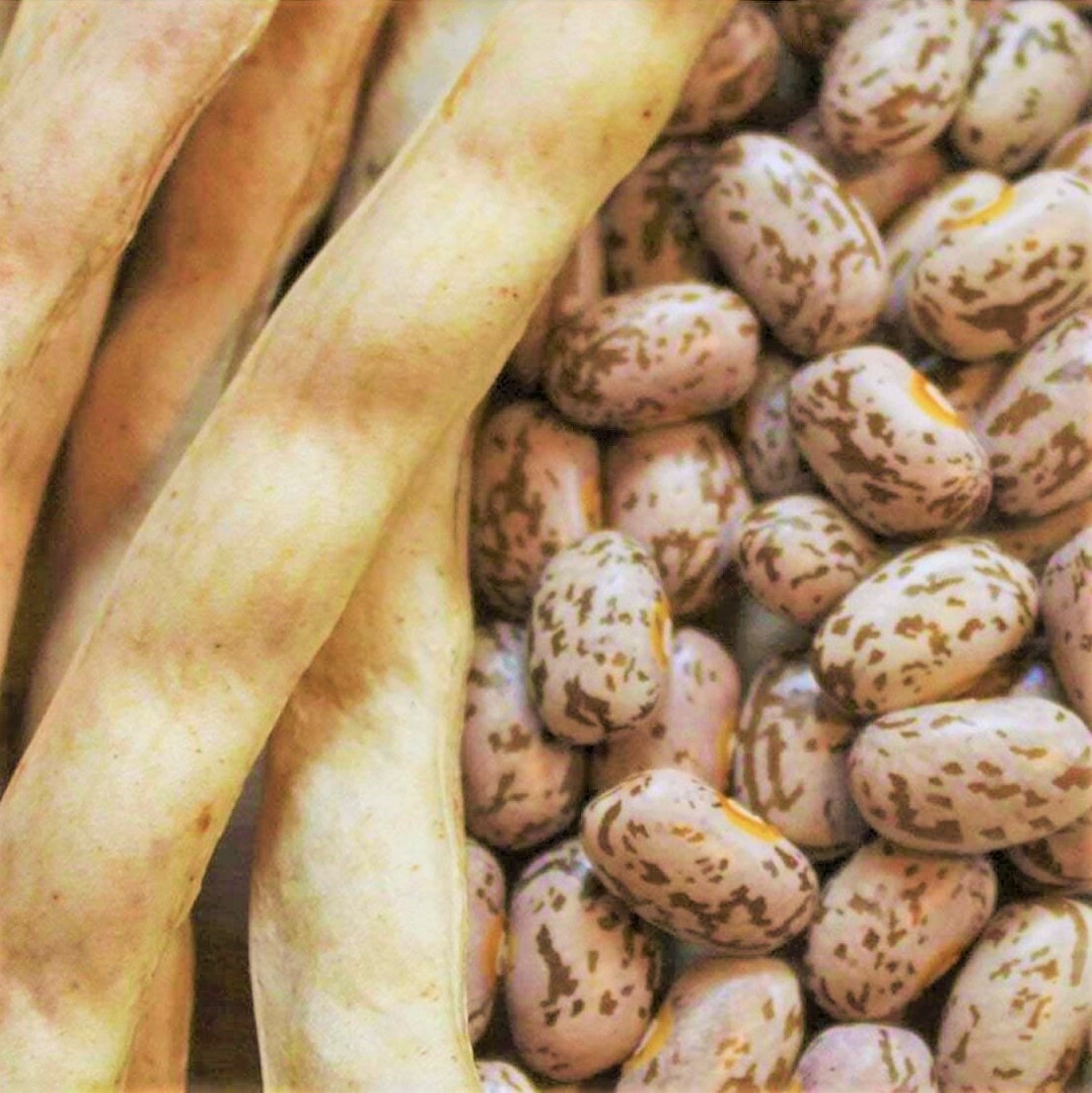 Pinto Bean Seeds | For Planting Bush Shell Beans Spanish Pea Vegetable Seed 2024