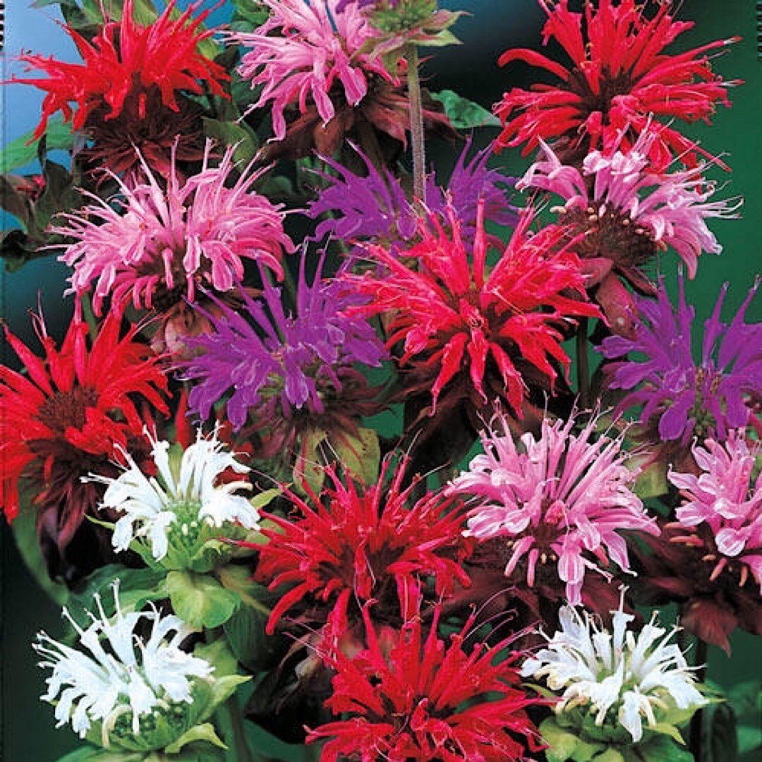 25+ BEE BALM MIX Lemon Hummingbird Mint Monarda Didyma Mixed Colors Flower Seeds