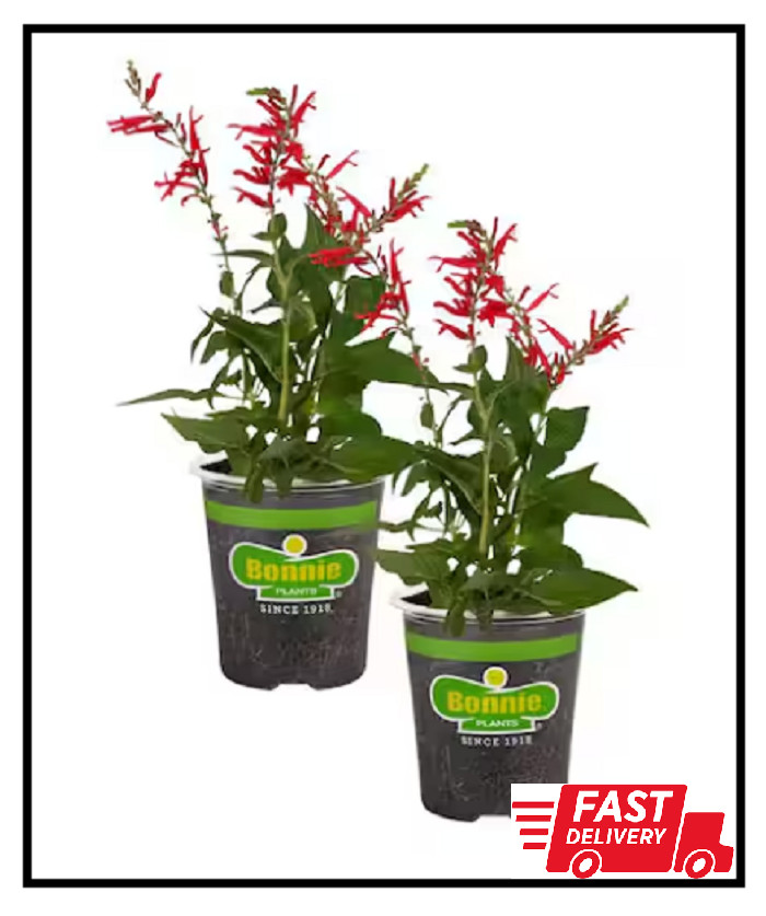 2-Pack 19 Oz. Pineapple Sage Herb Plants for Cooking and Aromatherapy