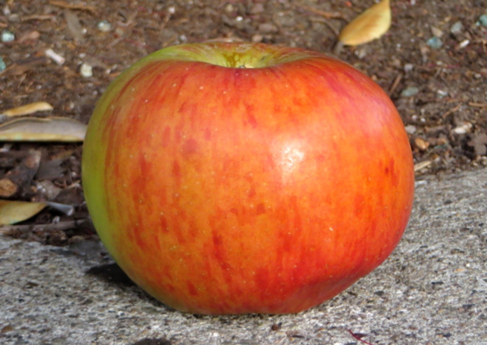 Waltana apple tree grafted 5x5x12 inches pot size 1 year old