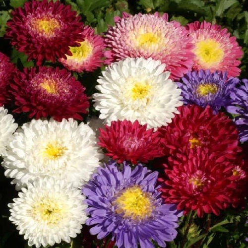 1,000 Powder Puff China Asters Mixed Colors Flower Seeds Organic Non-GMO