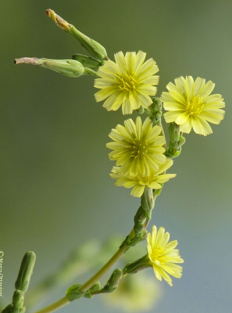 25+ Wild Lettuce Seeds (Lactuca virosa) Packed for 2021 *Free US Shipping*