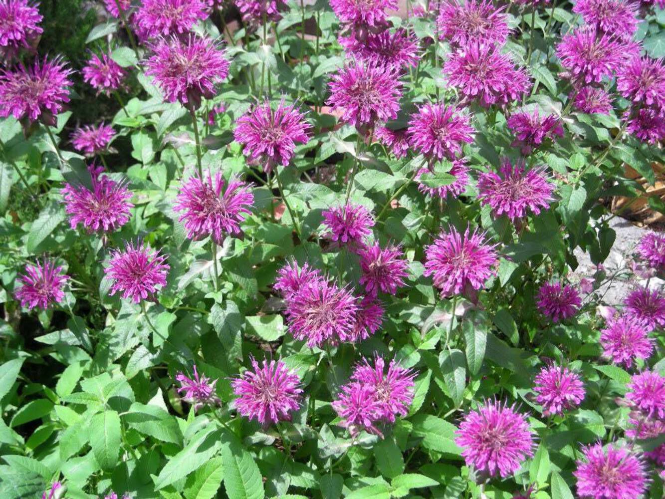 2000 BEE BALM Lemon MINT Monarda Citriodora Herb Purple Flower Seeds