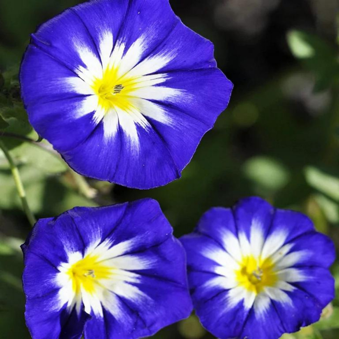 Fresh Morning Glory Seeds | Royal Ensign | Heirloom Non-GMO | Flower Seeds