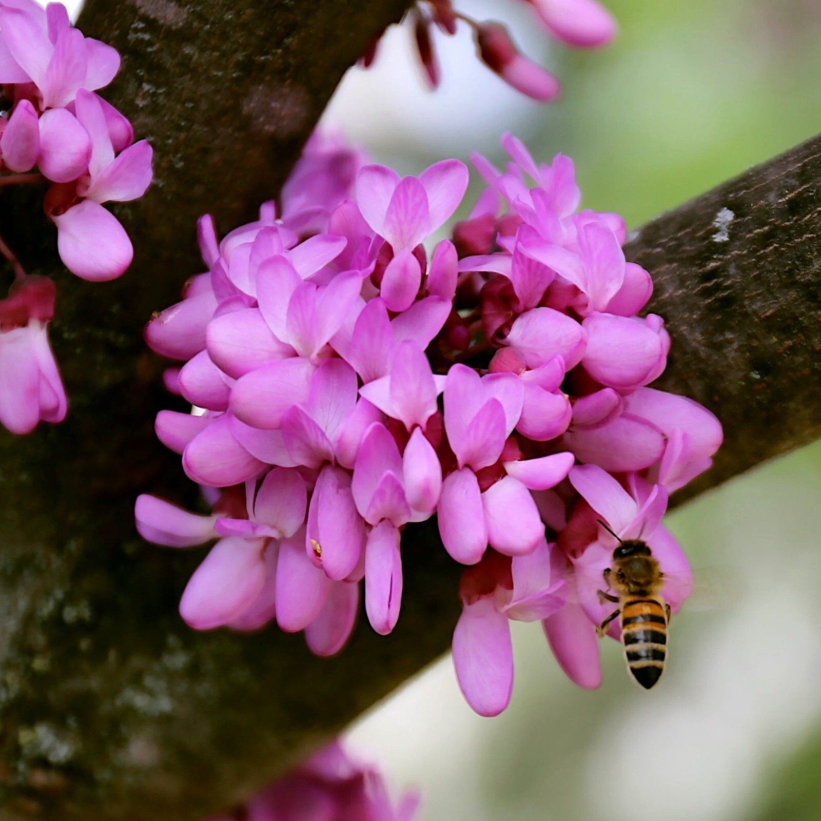 Judas Tree Seeds (Cercis siliquastrum) Mediterranean Redbud Plant Fast Hardy-4