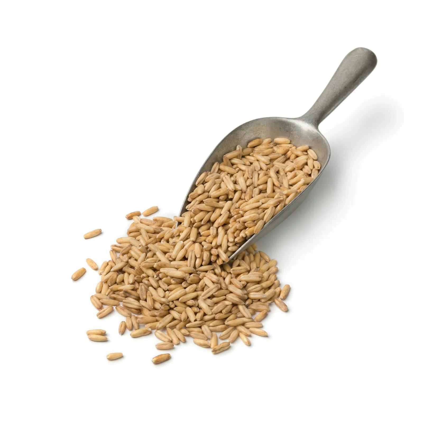 Cat Grass Seeds choose: | Rye Oat Barley Wheat Blend seeds | Free Shipping!