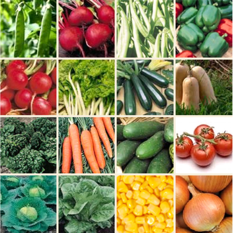 Heirloom Vegetable 150+ Seeds 6 Variety Garden Set #2 PERFECT SURVIVAL NON-GMO