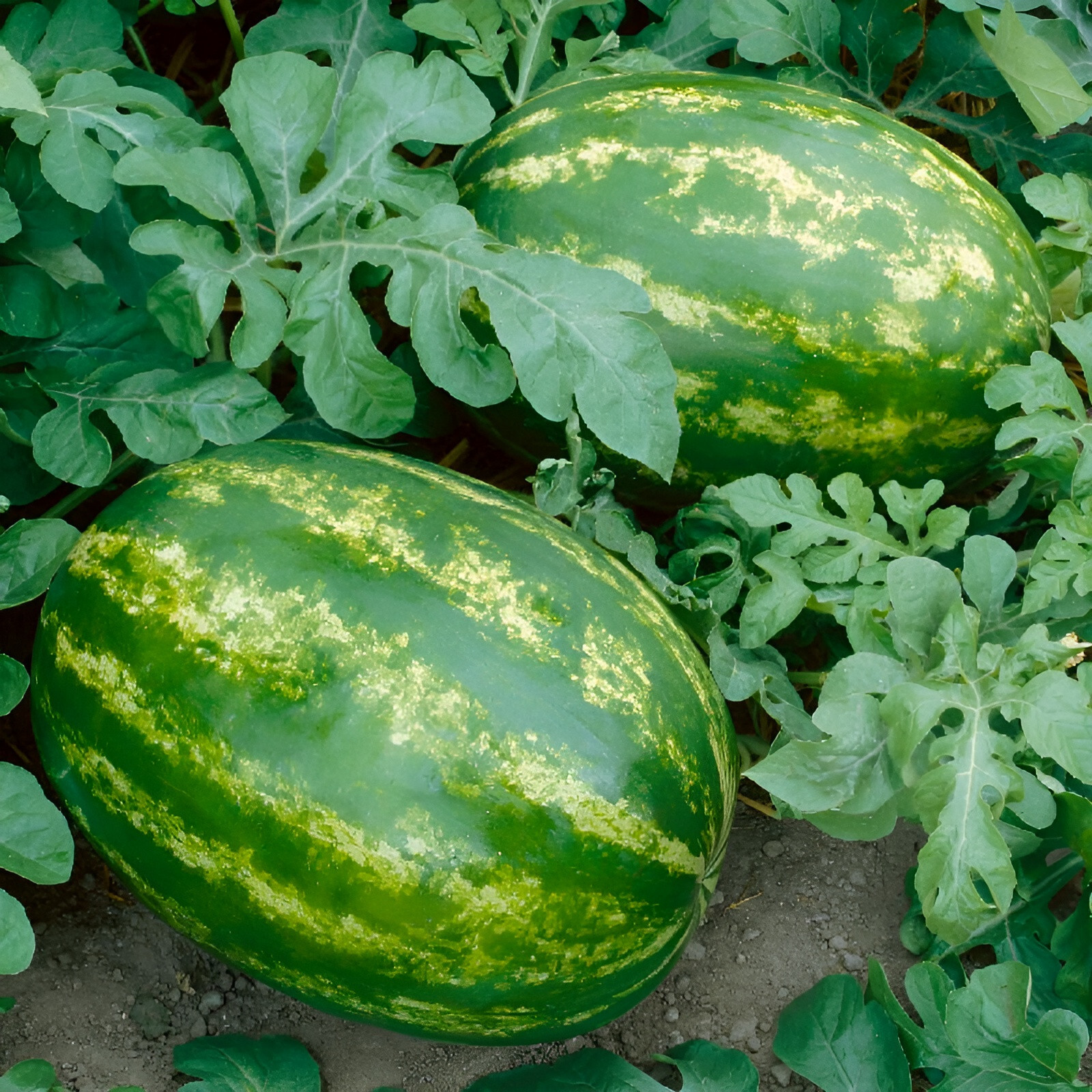 90 Organic Heirloom Crimson Sweet Watermelon Seeds Giant Super Sweet Melon 25LB