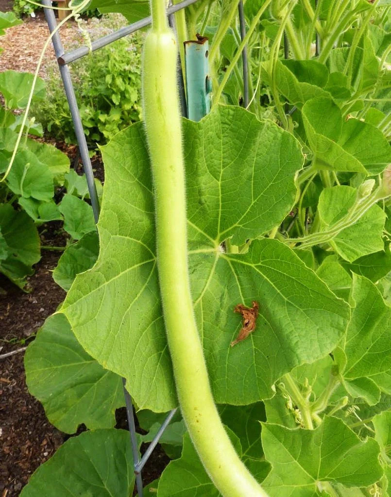 Cucuzza Squash Seeds | Cucuzzi Snake Gourd Tromboncino Opo Long Bottle Seed 2024