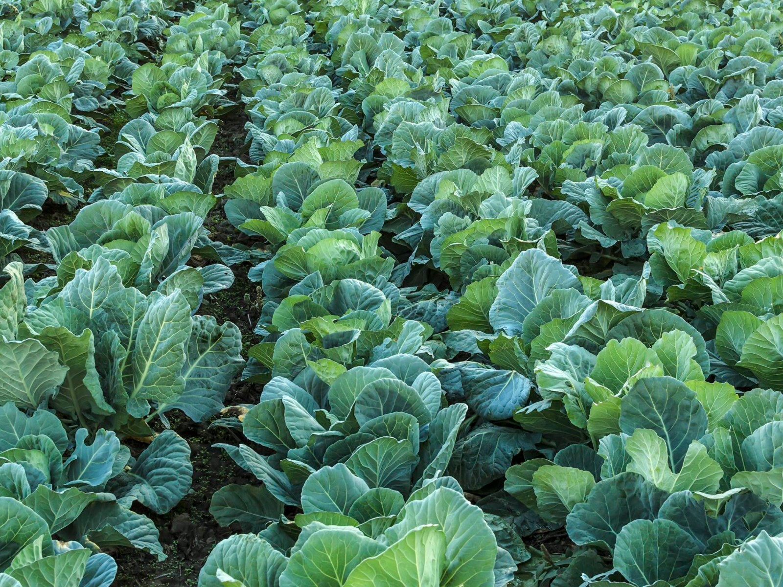Collard Green Seeds – Organic & Non Gmo Collard Green Seeds – Heirloom Seeds