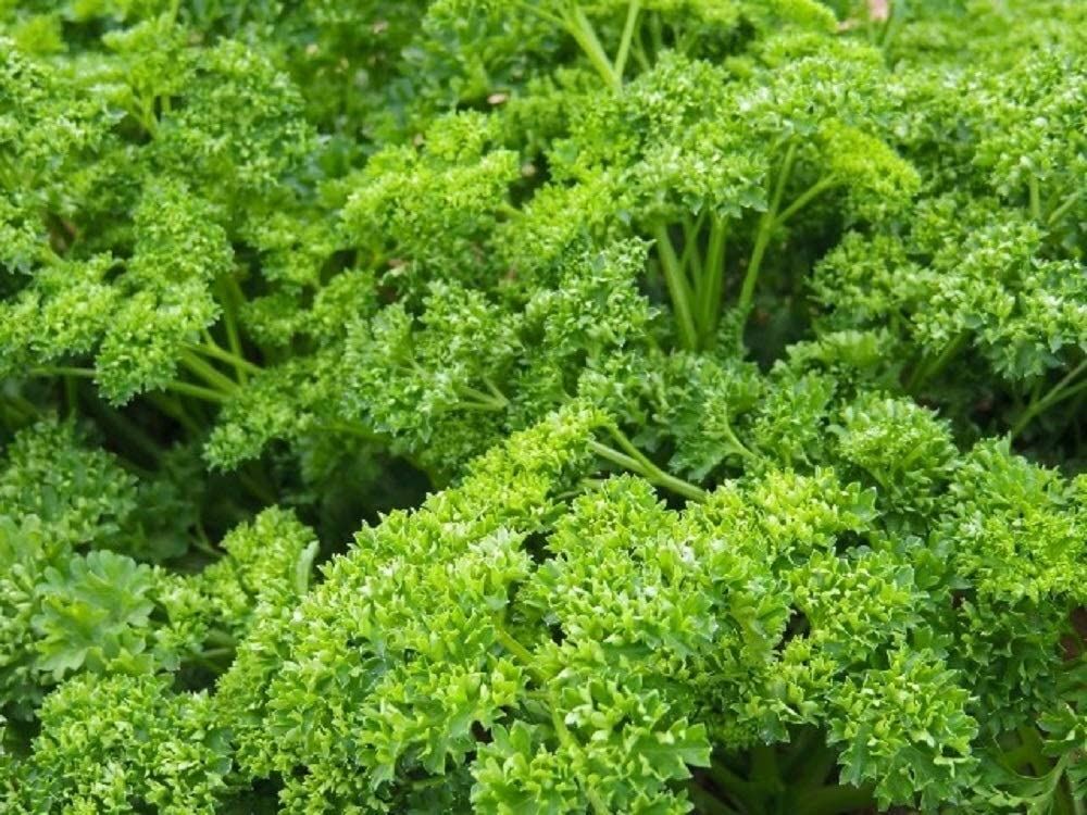 Parsley Herb Seeds, Forest Green Parsley Seeds,”COOL BEANS N SPROUTS” Brand. Her
