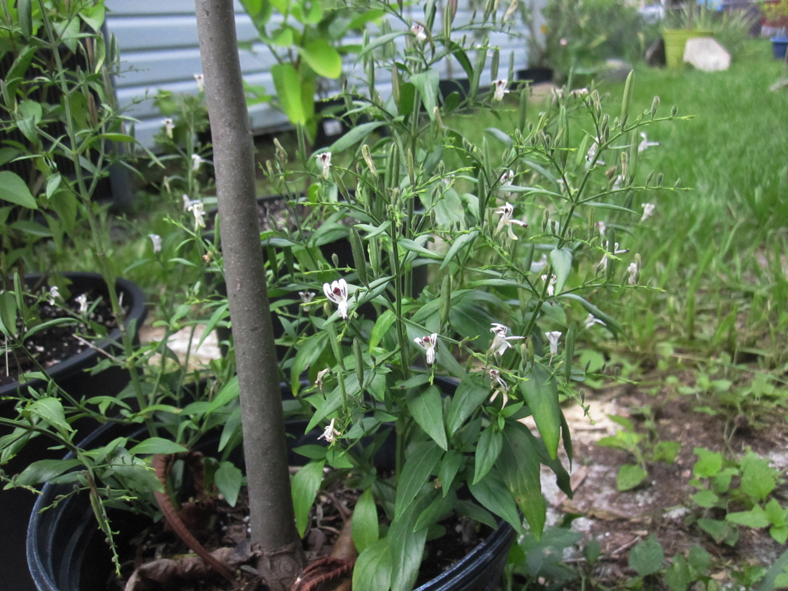 Andrographis paniculata 50+ SEEDS FREE SHIPPING! Herbal immune booster, kalmegh