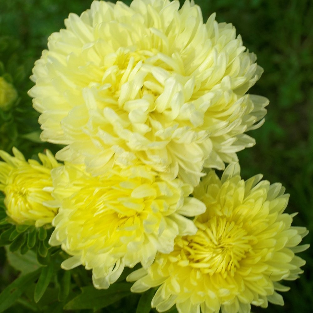 2000 Seeds Aster Seeds – Aster Callistephus Yellow Flower Seed