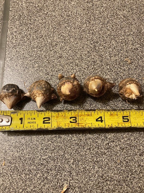 2 JACK IN THE PULPIT CORMS Arisaema Triphyllum large four year(001b)