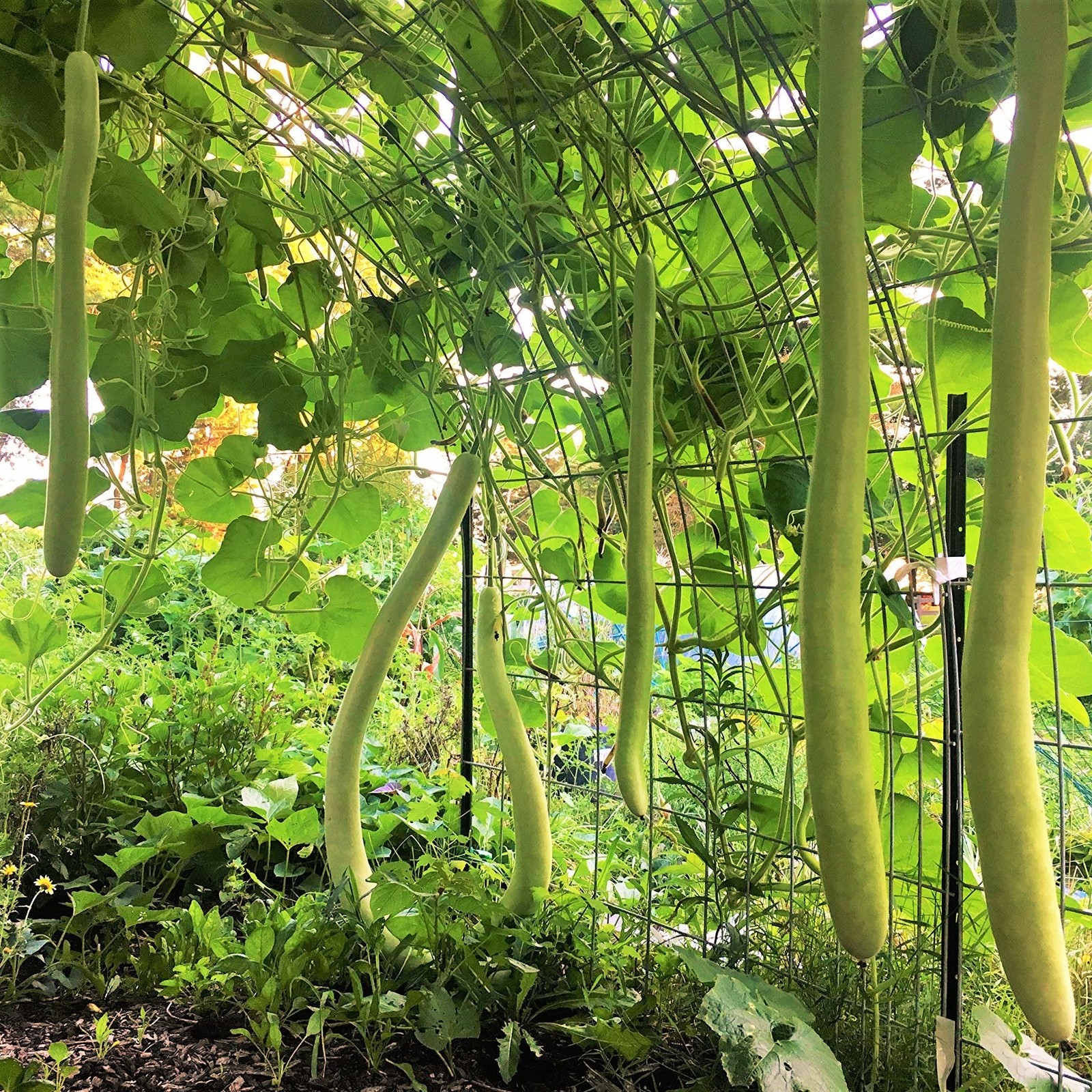 Cucuzza Squash Seeds | Cucuzzi Snake Gourd Tromboncino Opo Long Bottle Seed 2024