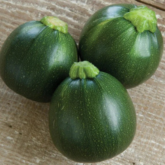 100+ Eight Ball – Zucchini Squash Seeds — AAS Winner for 1999 — FRESH