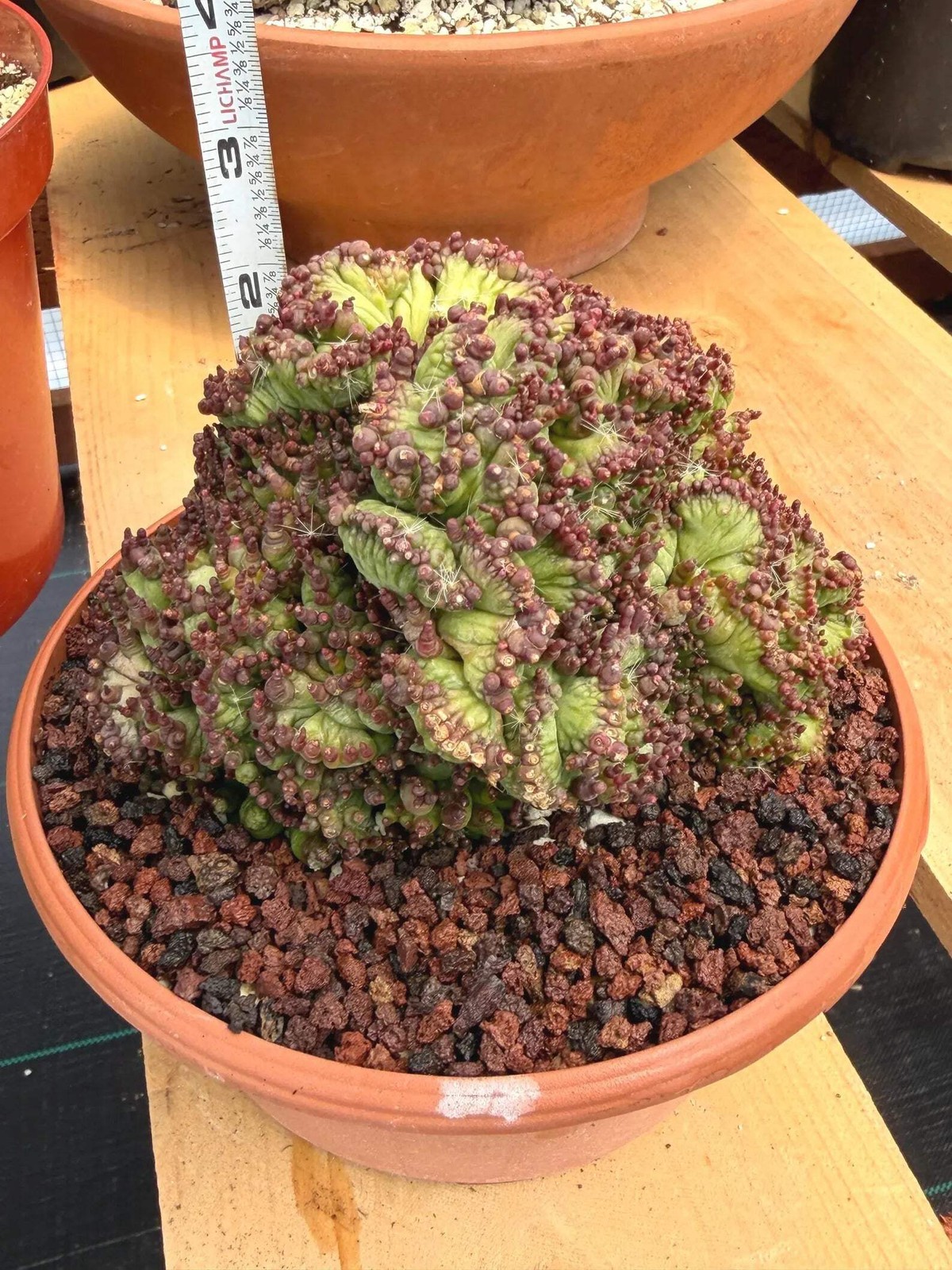Crested Mammillaria bocasana cv. Fred | Rare Collector Cactus | Unique Live Succ