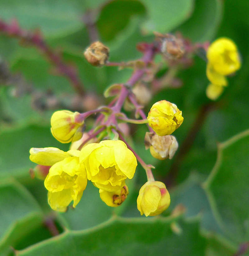 1-1000 PCS Creeping Barberry Tree Seeds Fruit Blue Mahonia Repens Berberis 0154