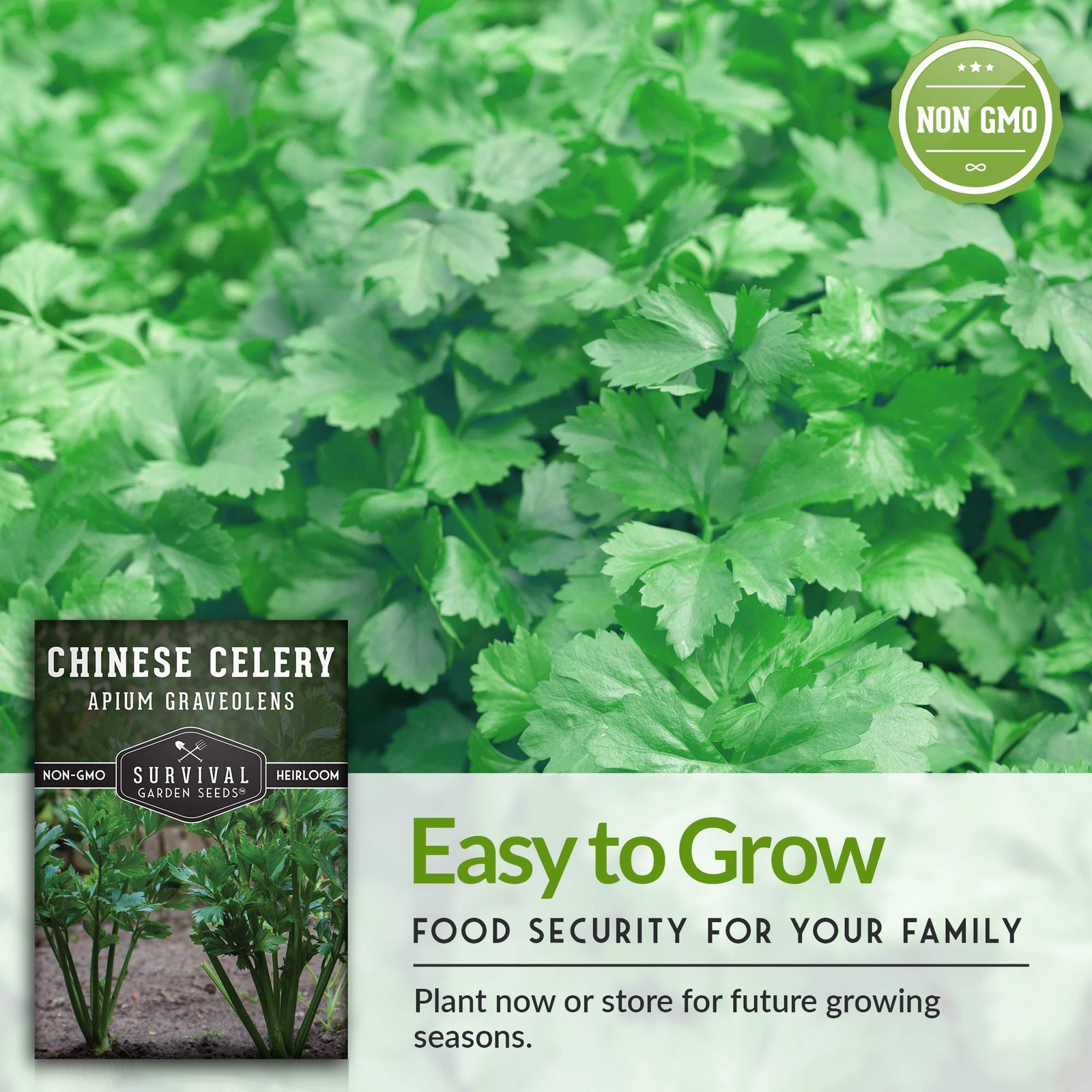 Chinese Celery Seeds for Planting – 1 Packet with Instructions to Grow Asian …
