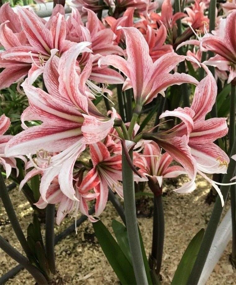 Large Cybister Amaryllis SWEET LILLIAN 22/24 centimeters – United States Seller