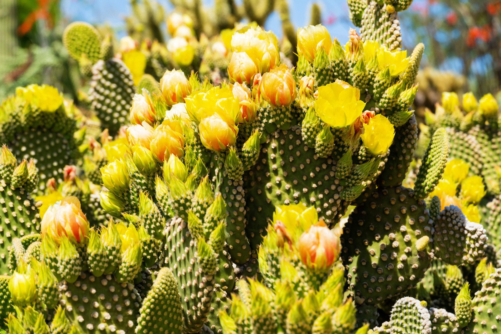 10 Yellow PRICKLY PEAR CACTUS Opuntia Ficus-Indica Flower Seeds