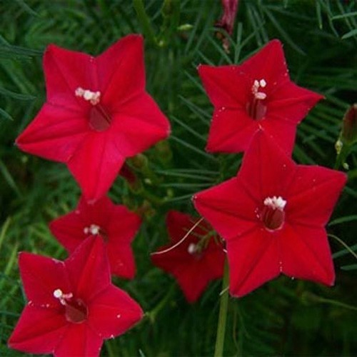 100 Seeds Cypress Vine Seeds – Ipomoea Pennata Red Flower Seed
