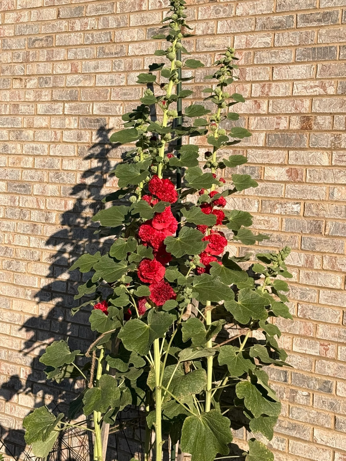 Hollyhock CHATER’S DOUBLE RED Double Blooms Chaters Biennial Non-GMO 30 Seeds