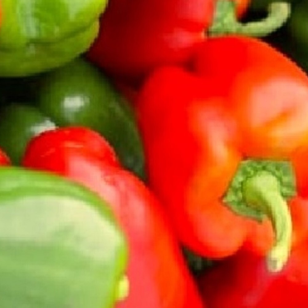 California Wonder Bell Pepper Seeds | NON-GMO | Heirloom | Fresh Garden Seeds