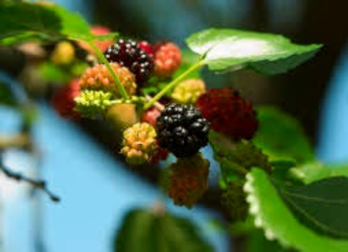 MULBERRY SEEDS, Black, 50 Seeds, Morus nigra, Organic, Fresh, Medicinal Herb
