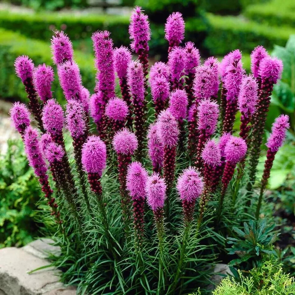 50 Liatris spicata SEEDS PURPLE BLAZING STAR FLOWER Cold Hardy-3 Butterfly Plant