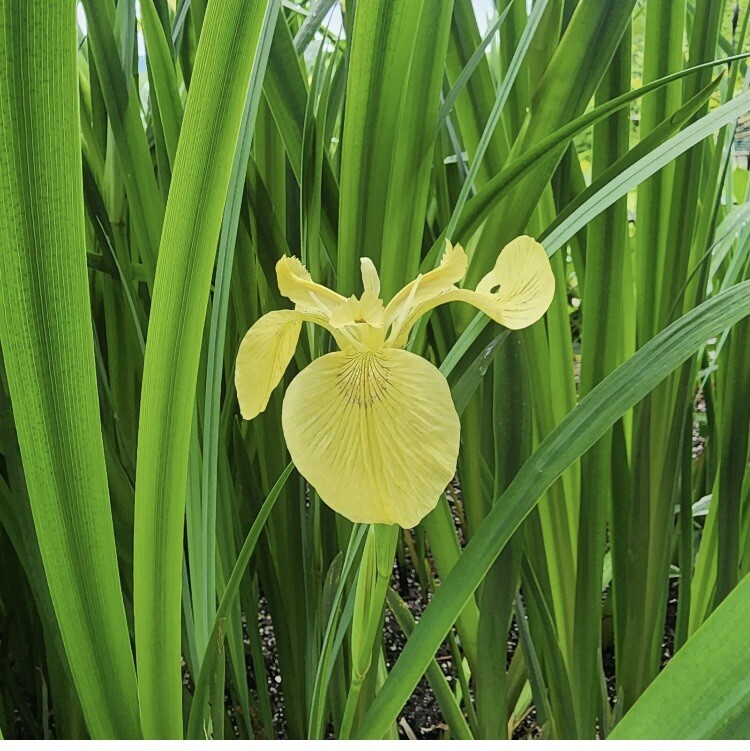 Yellow Flag Iris – Iris Pseudacorus -5 Bare Root Plants / bulbs
