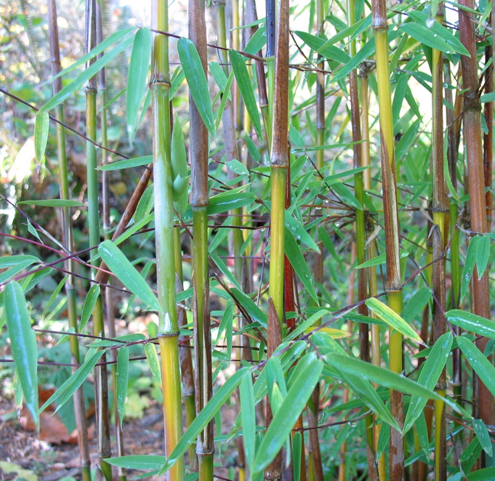 100 Sunset Glow Bamboo Seeds Perennial Ornamental Seed Privacy Shots US SELLER