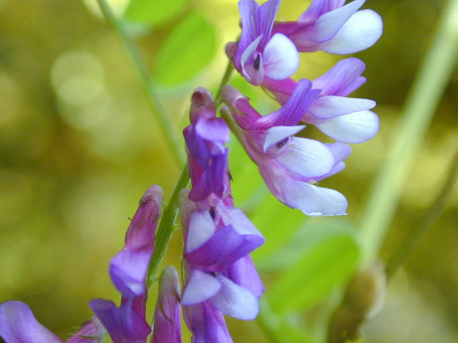 100 HAIRY CROWN VETCH (Russian Vetch) Vicia Villosa Flower Vine Seeds