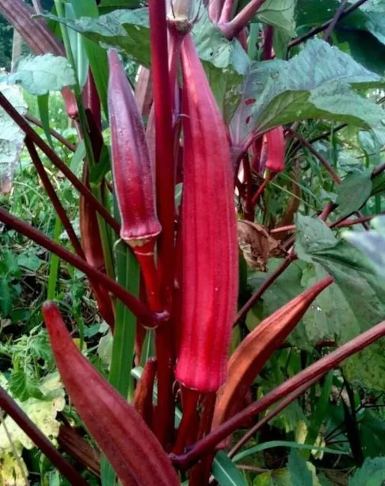 NON-GMO Red Burgundy Okra seeds Heirloom Open Pollinated Delicious