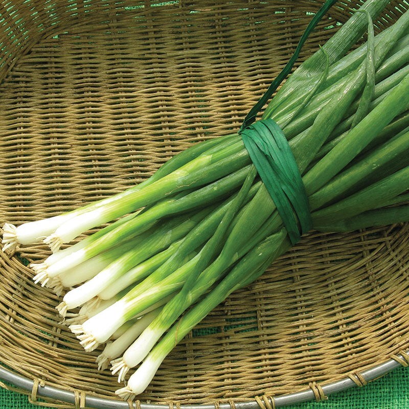 250 Organic Non-GMO Tokyo Long Bunching Green Onion Seeds- Seeds Of Tomorrow