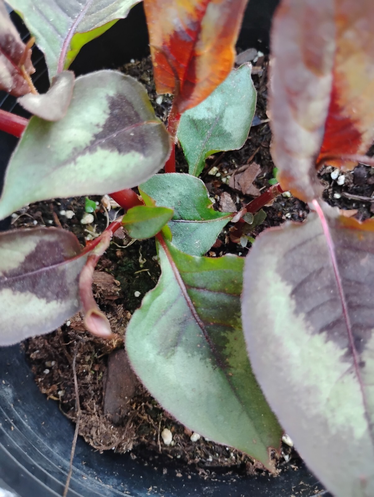 SET 2 UNIQUE. EVER-CHANGING COLORS! RED DRAGON PER. PRETTY EASIEST GROWER