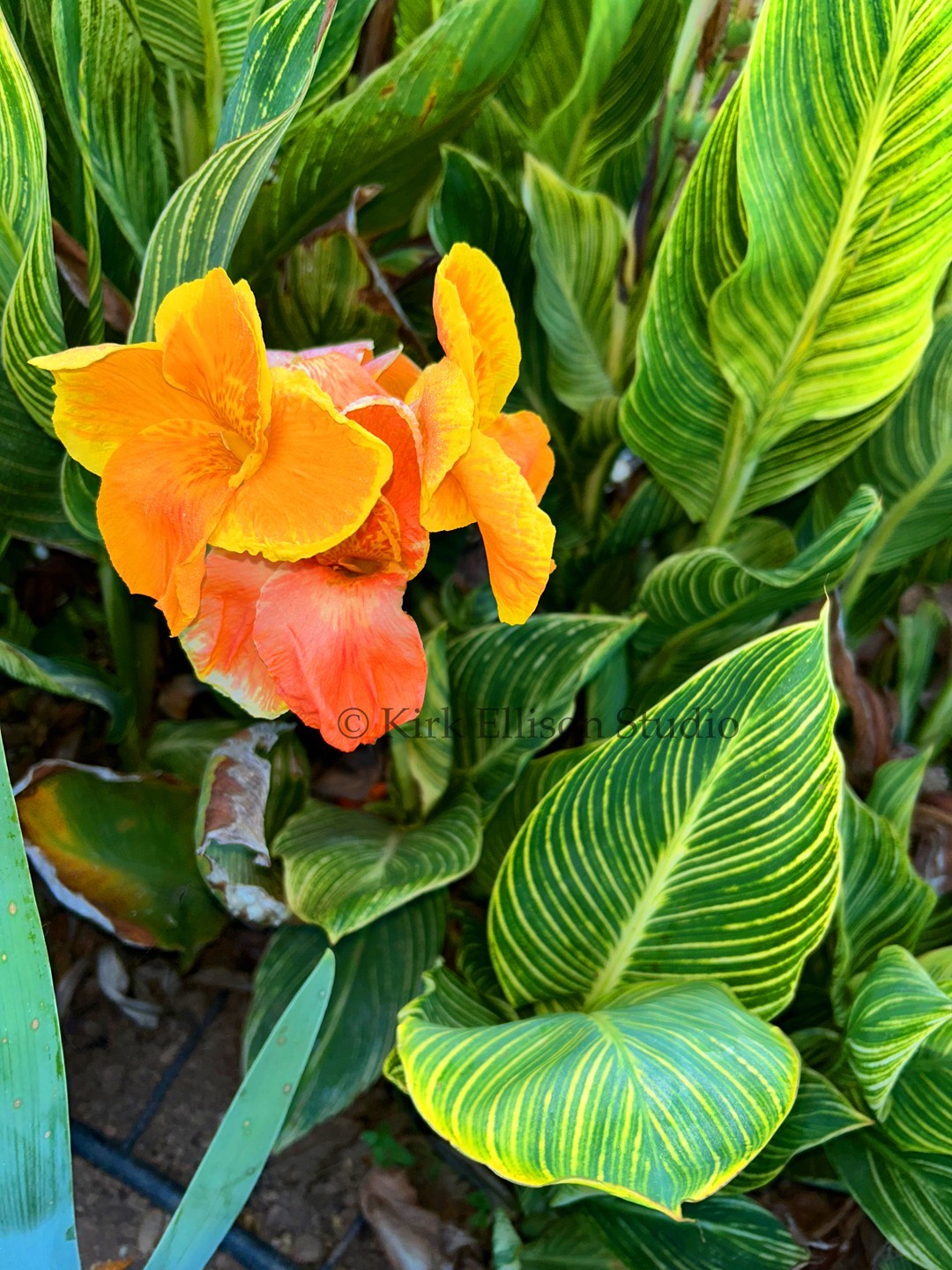 Canna Lily (1) Rhizome “BENGAL TIGER” a.k.a. “PRETORIA” Variegated Foliage!