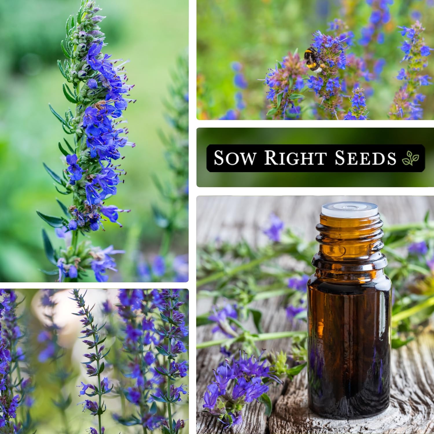 Hyssop Seeds for Planting Medicinal Herb, Attracts Pollinators, NonGMO