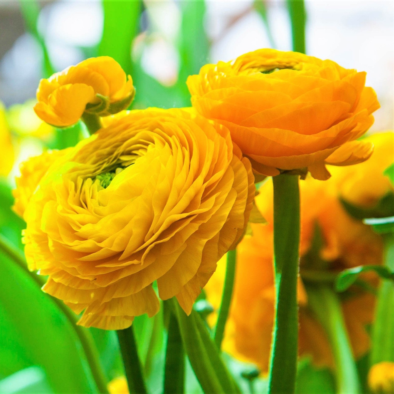 Ranunculus Buttercup Yellow 10 Flower Bulbs – Spring Yellow Blooms Temperate Sun