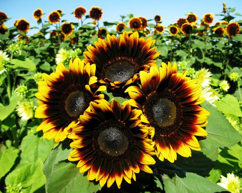 Sunflower Seed: Pro Cut bi-color Sunflower Seeds Fresh Seed FREE Ship!