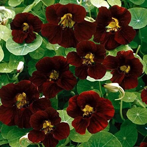 Tom Thumb Black Velvet Nasturtium Seeds 200 Pcs for Vibrant Flower Gardens