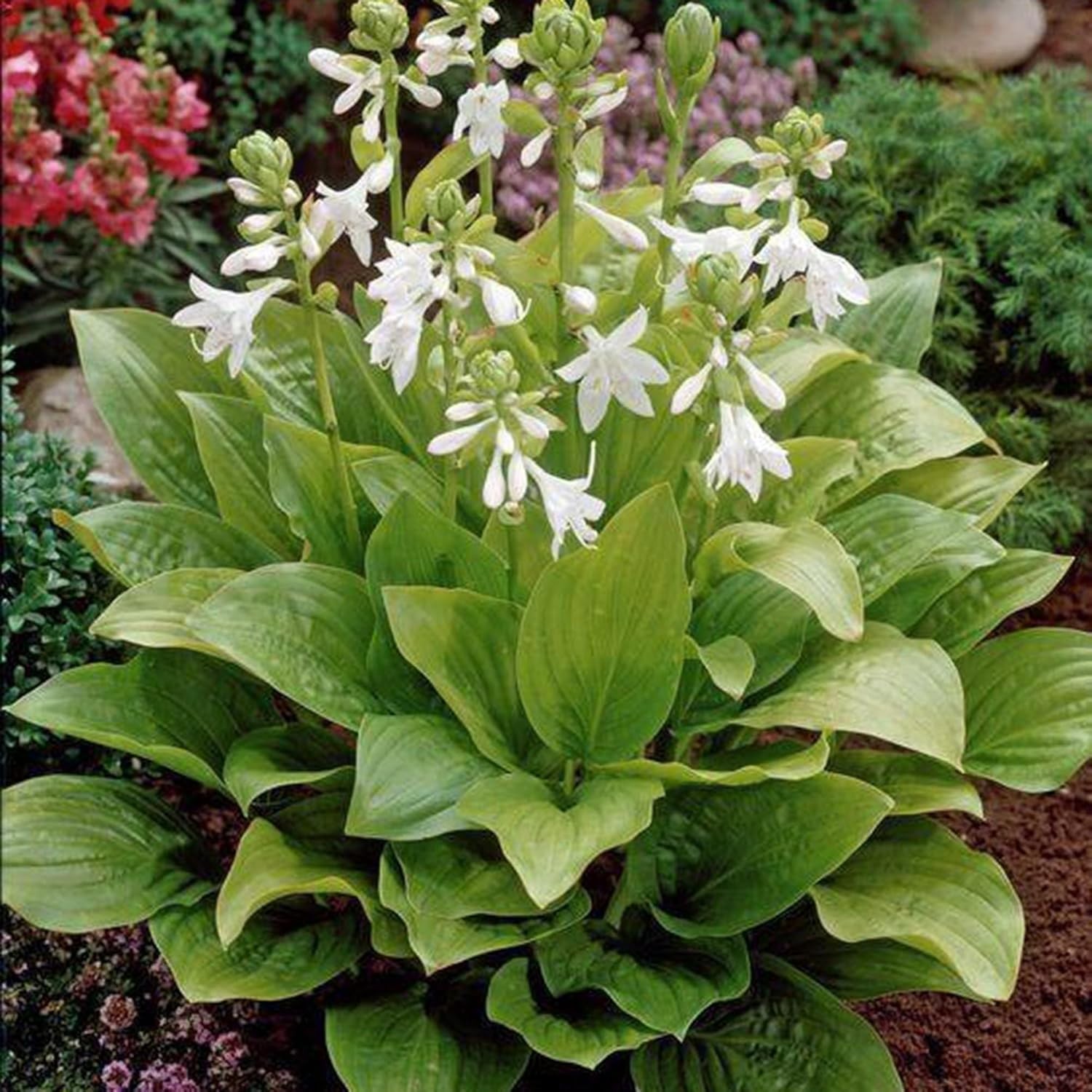 Hosta Seeds for Planting, 290+pcs Rare Perennial Hosta Flower Seeds Plants, N..;