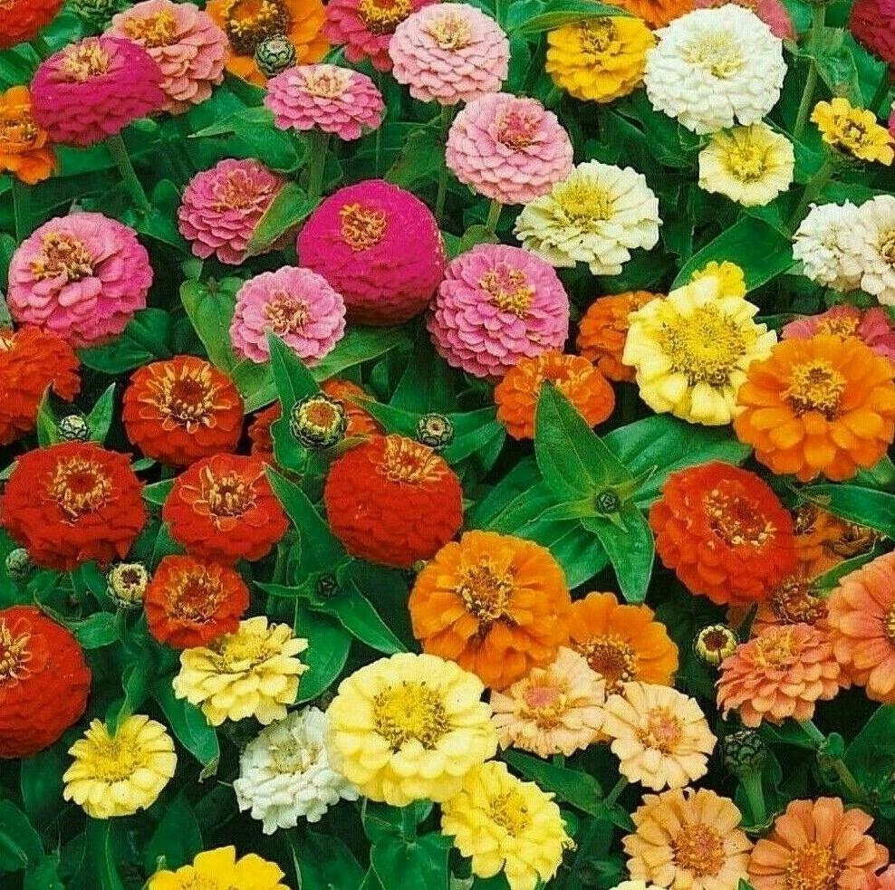 THUMBELINA ZINNIA FLOWER SEEDS 100+ GARDEN bees BIRDS ANNUAL Free Shipping