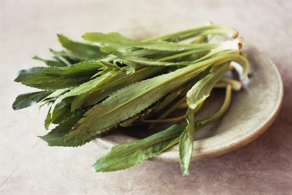 FreeShip 10-gram 10000 Recao herb seeds; Ngo Gai / Culantro / Vietnamese Parsley